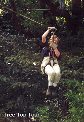 tree top tour